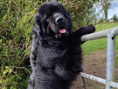 Proven Newfoundland stud – IKC Registered in Cavan